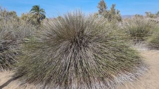 2023-GC-Dunas_Maspalomas-168.jpg